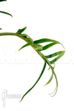 Philodendron Polypodioides (tortum) S -Green Haven Sales Store Philodendron polypodioides tortum S 4