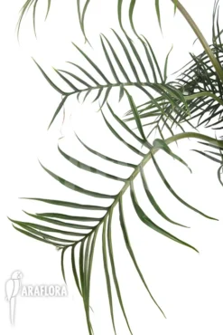 Philodendron Polypodioides (tortum) XXL 7 Philodendron Polypodioides (tortum) XXL -Green Haven Sales Store Philodendron polypodioides tortum XXL 4