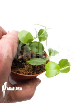 Philodendron Pteromischum -Green Haven Sales Store Philodendron pteromischum 3