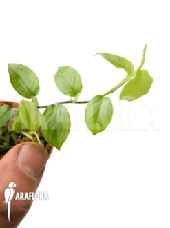 Philodendron Pteromischum -Green Haven Sales Store Philodendron pteromischum 5