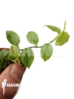 Philodendron Pteromischum -Green Haven Sales Store Philodendron pteromischum 6