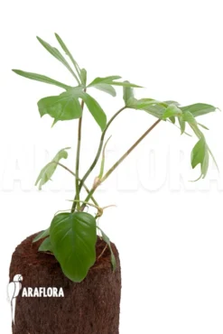 Philodendron Radiatum