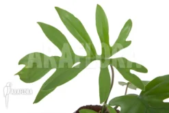 Philodendron Radiatum -Green Haven Sales Store Philodendron radiatum 3