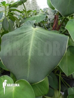 Philodendron Rugosum -Green Haven Sales Store Philodendron rugosum 2
