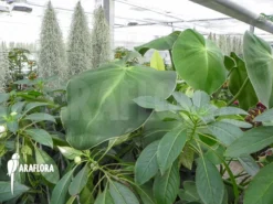 Philodendron Rugosum -Green Haven Sales Store Philodendron rugosum 3