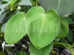 Philodendron Rugosum -Green Haven Sales Store Philodendron rugosum 4