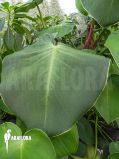Philodendron Rugosum -Green Haven Sales Store Philodendron rugosum 5