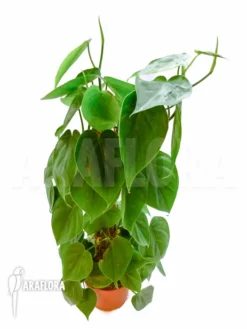 Philodendron Scandens 'XL'