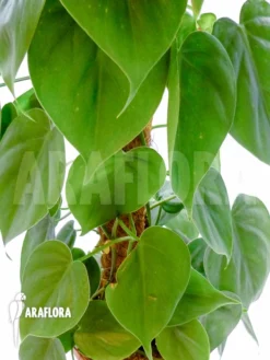 Philodendron Scandens 'XL' -Green Haven Sales Store Philodendron scandens XL 2
