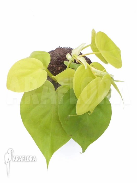 Philodendron Scandens 'Yellow' 2 Philodendron Scandens 'Yellow' - Image 2