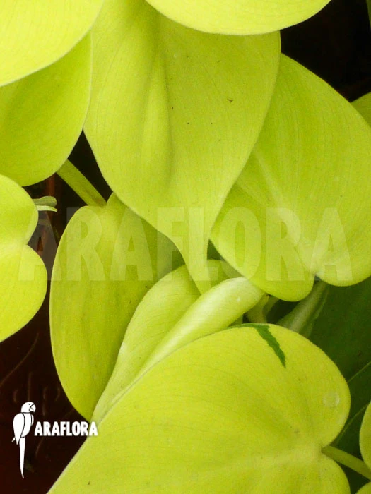 Philodendron Scandens 'Yellow' 3 Philodendron Scandens 'Yellow' - Image 3