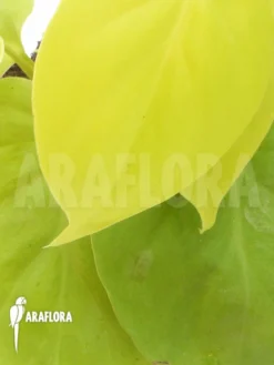 Philodendron Scandens 'Yellow' 9 Philodendron Scandens 'Yellow' -Green Haven Sales Store Philodendron scandens Yellow 5