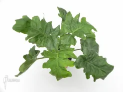 Philodendron Selloum 'Atom'