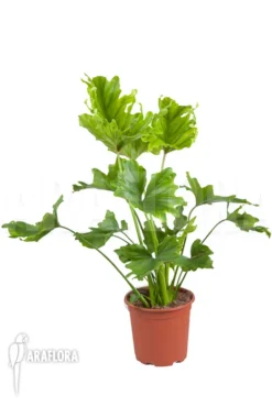 Philodendron Selloum 'Hope' -Green Haven Sales Store Philodendron selloum Hope 2