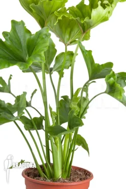 Philodendron Selloum 'Hope' -Green Haven Sales Store Philodendron selloum Hope 5