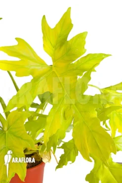 Philodendron Selloum Gold -Green Haven Sales Store Philodendron selloum gold 3