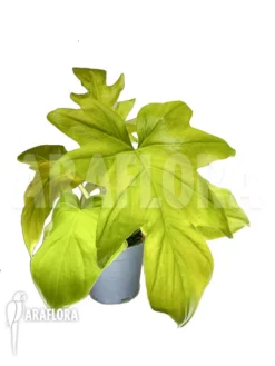 Philodendron Selloum Gold 'starter'