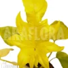 Philodendron Selloum Yellow 'starter'