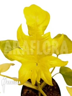 Philodendron Selloum Yellow 'starter'