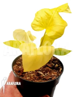 Philodendron Selloum Yellow 'starter' -Green Haven Sales Store Philodendron selloum yellow starter 3