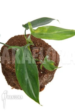Philodendron Species Colombia -Green Haven Sales Store Philodendron sp Colombia 1