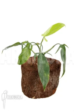 Philodendron Species Colombia -Green Haven Sales Store Philodendron sp Colombia 2