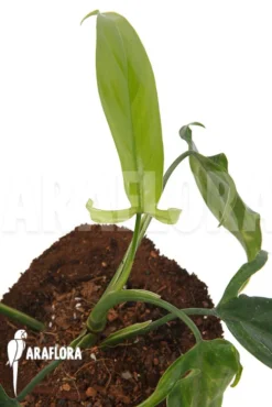 Philodendron Species Colombia -Green Haven Sales Store Philodendron sp Colombia 5