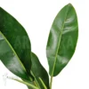 Philodendron Species Duida