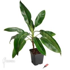 Philodendron Species Duida -Green Haven Sales Store Philodendron species Duida 2