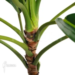 Philodendron Species Duida -Green Haven Sales Store Philodendron species Duida 3