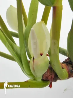 Philodendron Species Duida -Green Haven Sales Store Philodendron species Duida flower 3