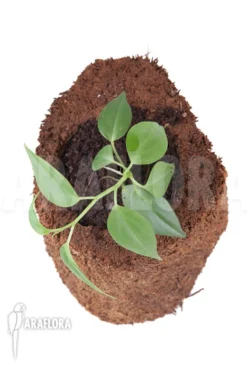 Philodendron Species 'Mini' -Green Haven Sales Store Philodendron species Mini 2