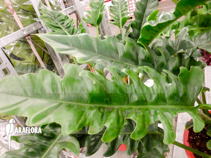 Philodendron Species Narrow 3 Philodendron Species Narrow - Image 3