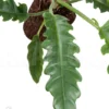Philodendron Species Narrow 'Starter'