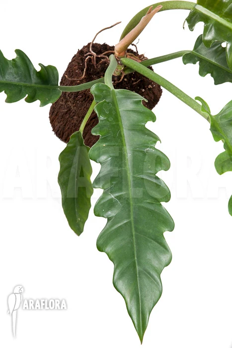 Philodendron Species Narrow 'Starter' 1 Philodendron Species Narrow 'Starter'