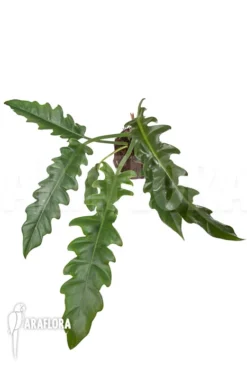 Philodendron Species Narrow 'Starter' 9 Philodendron Species Narrow 'Starter' -Green Haven Sales Store Philodendron species Narrow starter 2