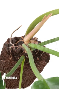 Philodendron Species Narrow 'Starter' 7 Philodendron Species Narrow 'Starter' -Green Haven Sales Store Philodendron species Narrow starter 4