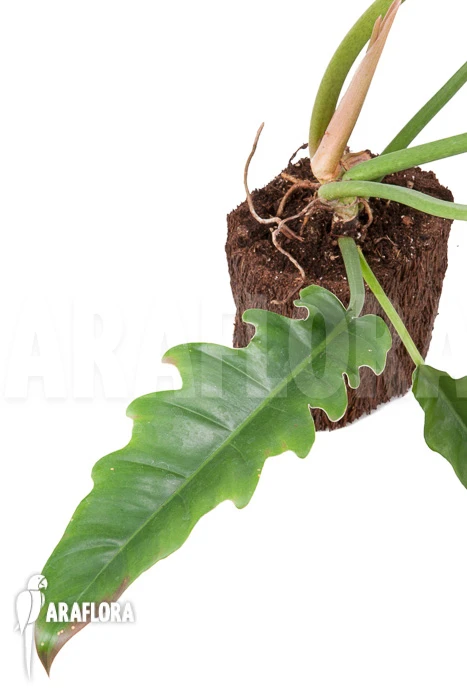 Philodendron Species Narrow 'Starter' 2 Philodendron Species Narrow 'Starter' - Image 2