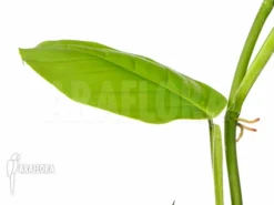 Philodendron Species Peru -Green Haven Sales Store Philodendron species Peru 2