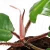 Philodendron Squamiferum