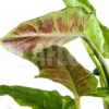 Philodendron Subhastatum