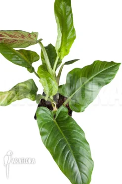 Philodendron Subhastatum -Green Haven Sales Store Philodendron subhastatum 2