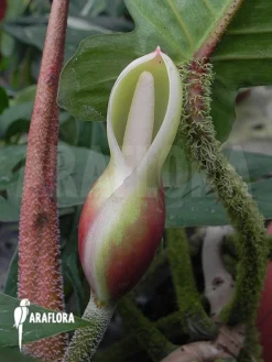 Philodendron Verrucosum -Green Haven Sales Store Philodendron verrucosum 2