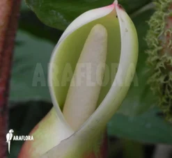 Philodendron Verrucosum -Green Haven Sales Store Philodendron verrucosum 3