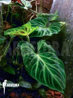 Philodendron Verrucosum -Green Haven Sales Store Philodendron verrucosum 4
