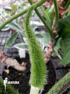 Philodendron Verrucosum -Green Haven Sales Store Philodendron verrucosum 5