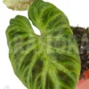 Philodendron Verrucosum 'Big Leaf' 'M'