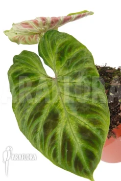 Philodendron Verrucosum 'Big Leaf' 'M'