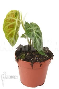 Philodendron Verrucosum 'Big Leaf' 'M' -Green Haven Sales Store Philodendron verrucosum Big leaf M 2