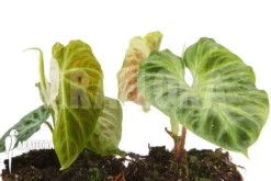 Philodendron Verrucosum 'Big Leaf' 'M' -Green Haven Sales Store Philodendron verrucosum Big leaf M 5